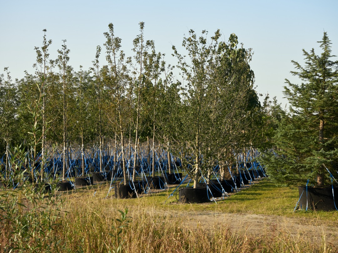 Afbeelding:Foto van nieuwe bomen om in het Floriadeterrein aan te planten