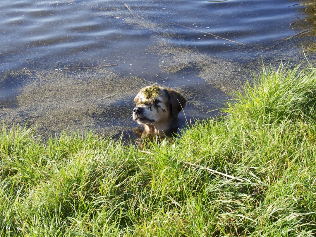 Afbeelding:Foto van een hond in het water met kroost op z'n kop